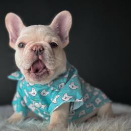 Brody - Cream male French Bulldog puppy in Porter, Texas from Whatabulldog