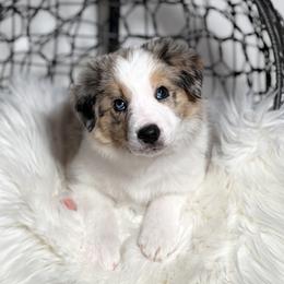 Aurora - Blue merle female Border Collie puppy in Conway, Missouri from 2J 2K Border Collies | Maremma Sheepdogs