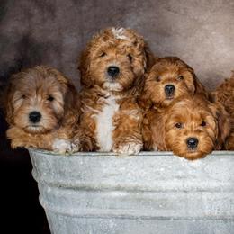 Goldendoodle Puppies from Schaefer Acres Doodles and Shepherds