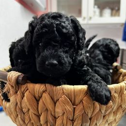 Poodles from Florida Miniature Poodles