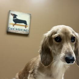 Dachshunds from Cave Valley Hounds