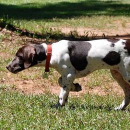 German Shorthaired Pointer All Grown Up from Point to Point Kennels