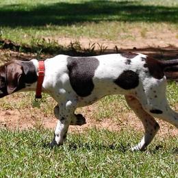 German Shorthaired Pointer All Grown Up from Point to Point Kennels