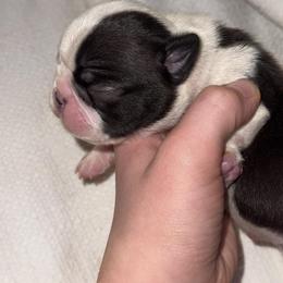 Mike - Seal and white male Boston Terrier puppy in Georgia from A-K Boston Terriers