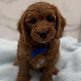 Scout - Red  male Goldendoodle puppy in Kansas City, Kansas from Bella & Ivy’s Mini Goldendoodles of KC