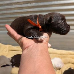 AKC orange ribbon - Liver male Miniature Schnauzer puppy in Greencastle, Indiana from Tiny Tushy Lodge