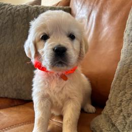 Orange boy - Light golden male Golden Retriever puppy in Pahrump, Nevada from Southern Nevada Goldens