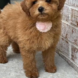 Ava - Apricot female Poodle puppy in Sauk Village, Illinois from Midwest Timberland Pups