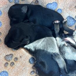 Boy 2 - Black male Miniature Schnauzer puppy in Springfield, Tennessee from My Lovable Schnauzers
