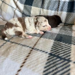 Lincoln - Merle male Pomsky puppy in Doon, Iowa from Luxury Pomsky