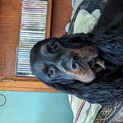 Story - Gordon Setter