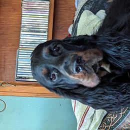 Story - Gordon Setter