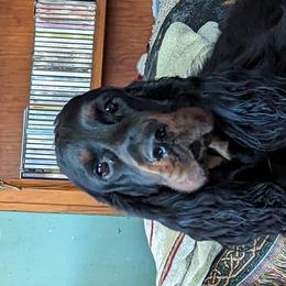 Story - Gordon Setter