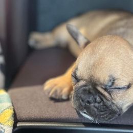 Boxers and French Bulldogs from Nelson’s Fancy Frenchies and Bulldogs