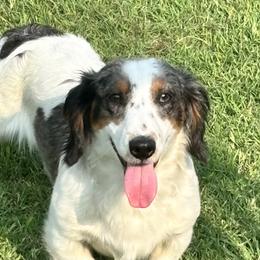 Sampson - Dachshund