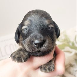 Tater 3500 - Cream male Dachshund puppy in Sylvania, Alabama from Yancey’s Doxies