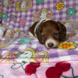 Becky - Piebald female Dachshund puppy in Lake City, Florida from My Ditzy Doxies of Florida