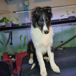 Jack Jack - Black white and tan male Shetland Sheepdog puppy in Albany, New York from K&A Little Wonder's