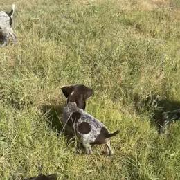 Kaspar - Liver and white male German Shorthaired Pointer puppy in Stephenville, Texas from VOM BOSQUE RIVER DEUTSCH KURZHAAR and FOREST RIVER LLEWELLINS