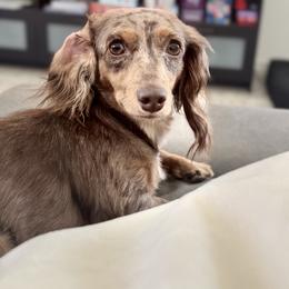Kimber - Dachshund