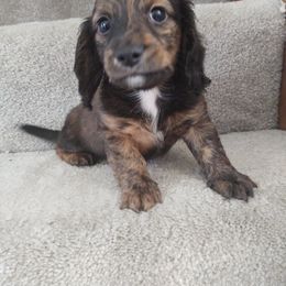Dachshund and Goldendoodle Puppies from Rustic Acres Dachshunds & Doodles