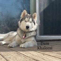 Siberian Huskies from MidNight Howls.