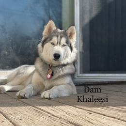 Siberian Huskies from MidNight Howls.