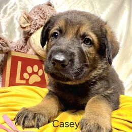 Pink collar male - German Shepherd puppy from Dunkelheit zu Licht German Shepherd K9