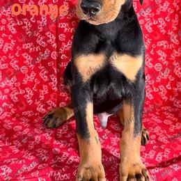 Orange Collar - Black and rust male Doberman Pinscher puppy in Louisville, Kentucky from Ruiz Dobermans