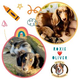 Aussiedoodle, Australian Shepherd, Dachshund, and Miniature Australian Shepherd Puppies from Bline’s Awesome Aussies at the Bline Family Farm