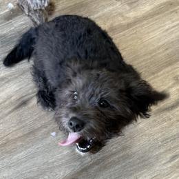 Austin - Black male Shihpoo puppy in Colonial Beach, Virginia from BeachRidge Pups
