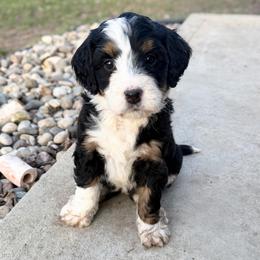 Birdie - Tri-color female Bernedoodle puppy in Marne, Michigan from MI Doodles