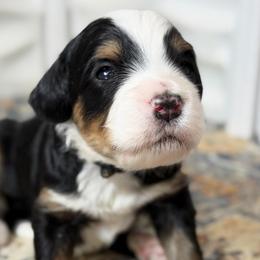Pay Day - Tri-color male Bernedoodle puppy in El Campo, Texas from Little Fur Friends Bernedoodles
