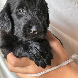 Lincoln - Black male Flat-Coated Retriever puppy in Park Rapids, Minnesota from Catori