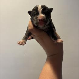 Boy 2 - Black tan and white male Siberian Husky puppy in Pelham, Alabama from Tails & Belles Dog Breeding
