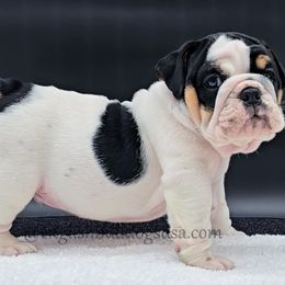 Otis - Black tri-color male Bulldog puppy in Elliottsburg, Pennsylvania from Pappy's Bulldogs