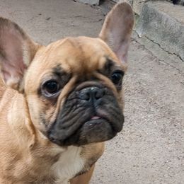 French Bulldogs from Love A Bull Frenchies