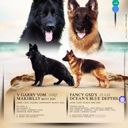 German Shepherd puppies from Fancy GSDs