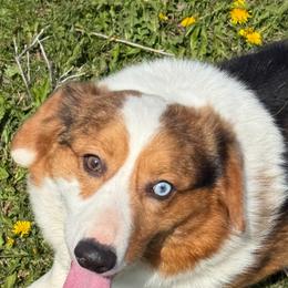 Bingo - Blue merle and white male American Corgi puppy in Heyworth, Illinois from Schumaker Corgis