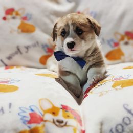 Pembroke Welsh Corgi Puppies from Sunny-Side Corgis