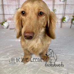 Dachshund All Grown Up from Lil Beanie Weenies Dachshunds