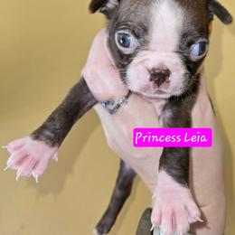 Princess Leia - Red female Boston Terrier puppy in Omaha, Illinois from Puppi Guppies