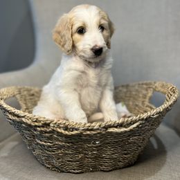 Goldendoodle Puppies from Northeast Iowa Doodles