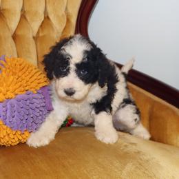 Azure - Black and white female Portuguese Water Dog puppy in Hamptonville, North Carolina from Alabama Havanese Kennel Tidewater Kennel