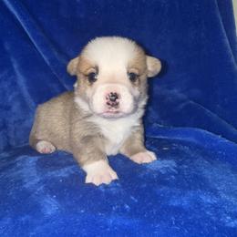 Peter - Red male Pembroke Welsh Corgi puppy in Godley, Texas from Bradley Kennels