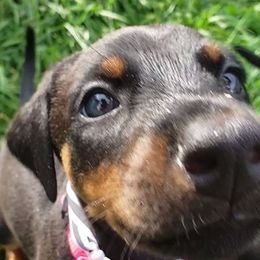 Doberman Pinscher Puppies from Emerald Eire Dobermanns