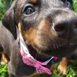 Doberman Pinscher Puppies from Emerald Eire Dobermanns