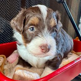 Oakley - Red phantom male Aussiedoodle puppy in Rock Hill, South Carolina from LolliPop Farms