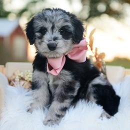 Indigo - Blue merle female Bordoodle puppy in Conway, Missouri from 2J 2K Bordoodles