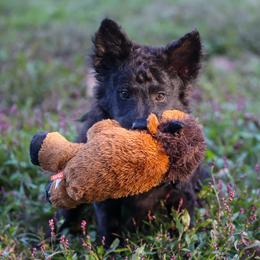 Gretna - Black female Mudi puppy in Gatlinburg, Tennessee from Greenbrier